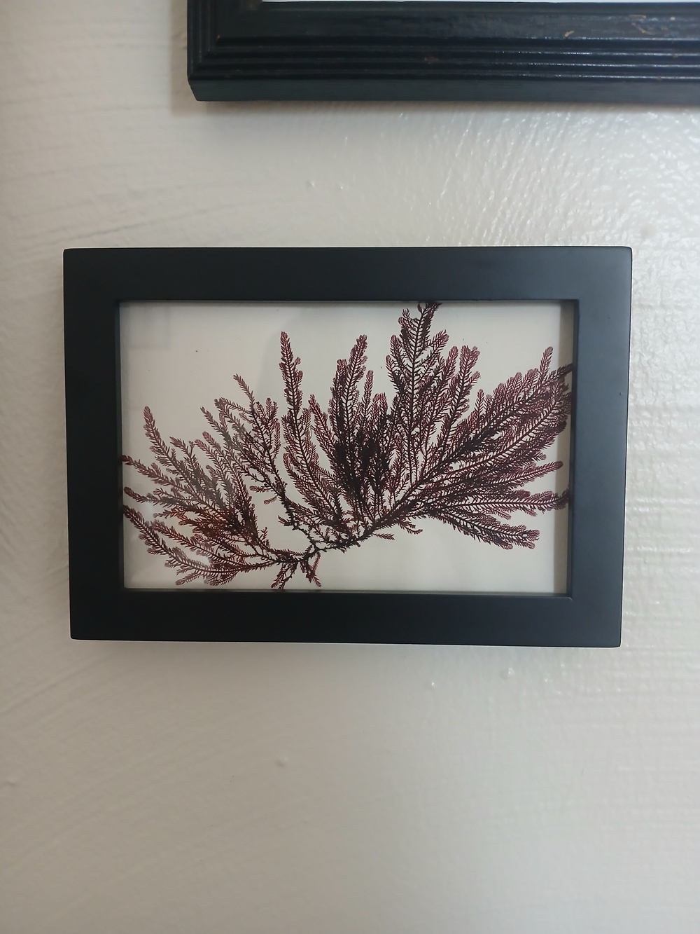 Framed Seaweed Pressing